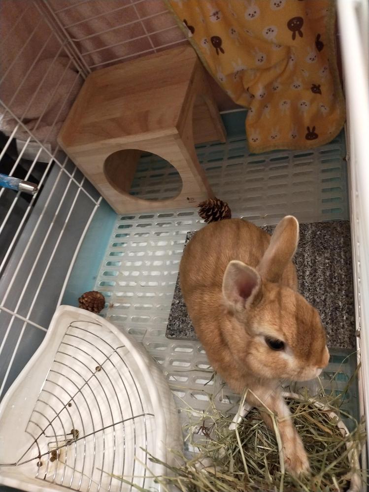 宇宙芋 ムカゴ の葉を ネザーランドドワーフ ウサギにあげても大丈夫でし Yahoo 知恵袋