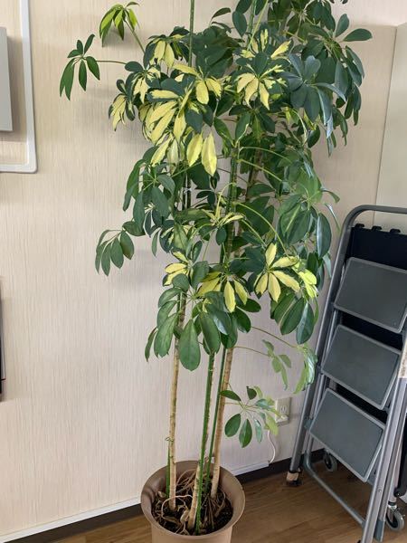 カポックの下の方に葉がつかない 下の方の葉が落ちてしまってから Yahoo 知恵袋