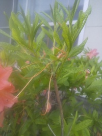 ツツジの剪定について教えて下さい 北海道在住でツツジの花が散りはじめまし Yahoo 知恵袋