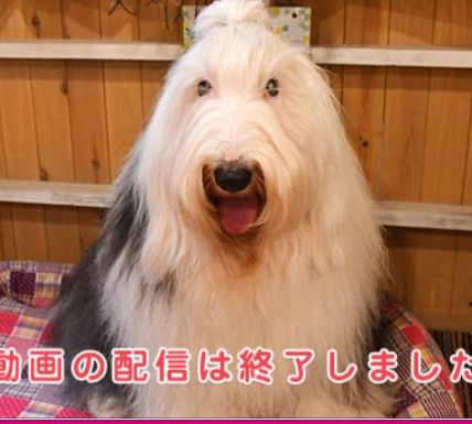 愛犬が よくゴミを咥えてしまいます やめさせる方法はないものでしょうか Yahoo 知恵袋