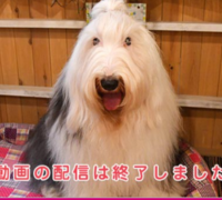 初めて恋をした日に読む話にでてくる犬の種類を知りたいです オールド イン Yahoo 知恵袋