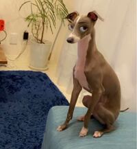 このような犬の顔にも反応する カメラアプリって何ですか スナチ Yahoo 知恵袋