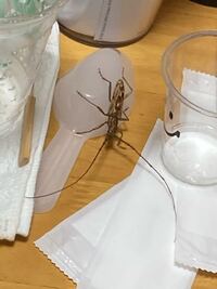 ぎょえー 虫だ ってこれなんて名前の虫なんですか Yahoo 知恵袋
