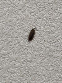 家の壁にこの虫が出現しました 家族はゴキブリの赤ちゃんではない Yahoo 知恵袋