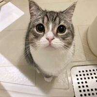 猫の種類について Youtubeにてもちまる日記って名前で出てくる もち Yahoo 知恵袋