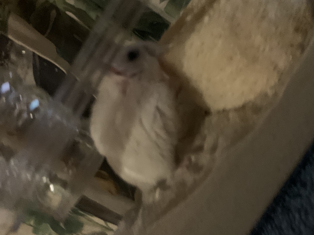 ディズニーのわんわん物語のレディの犬種はなんですか コッ Yahoo 知恵袋