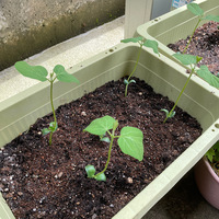 枝豆の栽培
枝豆を種から育てています。
こんなもんかと思って育てていたのですが、色々調べていると徒長みたいです。 この状況から治すことは出来ますか？