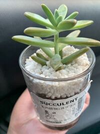 Ikeaでこの多肉植物を購入しました 本物だと思って購入したのですが 表 Yahoo 知恵袋