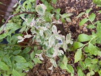 質問失礼致します ブルーベリーを育てているのですが 本日見てみたら写 Yahoo 知恵袋