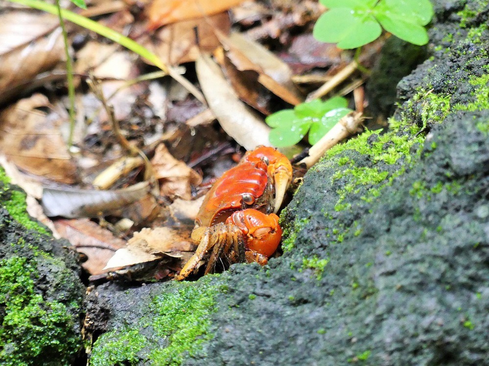 自殺する動物について。 ネズミ、サル、近年ではシカやクジラも自殺... Yahoo!知恵袋