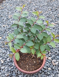 知人から戴いた大手毬の苗木の鉢植えに葉を落とした小さな幼木が生えてい Yahoo 知恵袋