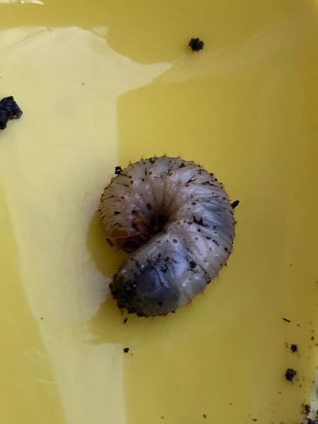 何の幼虫でしょうか 家のプランターの土の中に何かの幼虫が２匹いました こ Yahoo 知恵袋