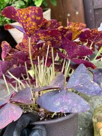オキザリスの葉の裏に花粉みたいなものがついてます 何の病気でしょうか オ Yahoo 知恵袋