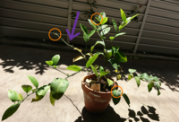 レモンを種から育てると実がなるまでどのくらいかかりますか 年という Yahoo 知恵袋