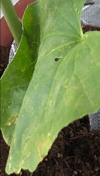 俺んちとか言う時のちは漢字で家で正しいのでしょうか 公的な文書や学校 Yahoo 知恵袋