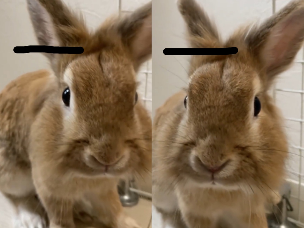 ウサギ好きな人はどんな人ですか 真のうさぎ好きはｍ寄りの人が多いと Yahoo 知恵袋