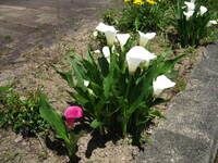 散歩の途中ですが 街路樹の根元にラッパ状の白い花です 隣に同じ赤い花 Yahoo 知恵袋