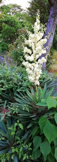 この植物の名前教えてください 近所の公園で見かけました 白い花 Yahoo 知恵袋