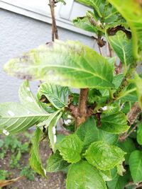 紫陽花の葉が白い粉を吹いたようになっています 消毒剤として園芸シ Yahoo 知恵袋