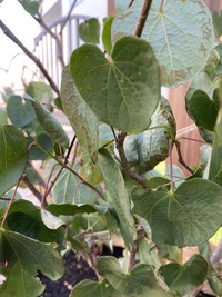 先週購入してきたマルバノキが、葉先からパリパリになってきて