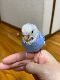 また新しくセキセイインコを飼いました オスで間違い無いですか 教えて下さい 生 Yahoo 知恵袋