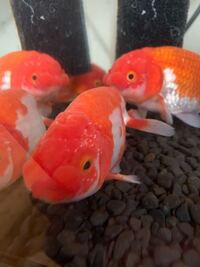 金魚の塩水浴は どうやってするのですか その時カルキ抜きは入れますか 塩 Yahoo 知恵袋