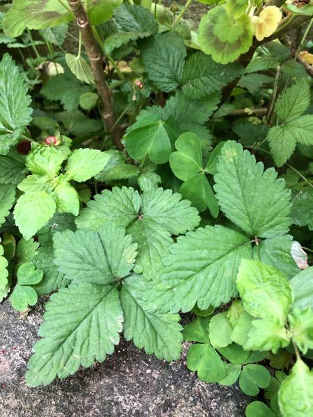 へびいちごが庭に蔓延って綺麗です 今日園芸店でワイルドストロベリーの Yahoo 知恵袋