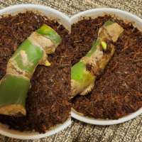 2〜3発芽カーティシー/茎伏せ/発根済み/発芽予兆有り/親株は10年以上前入手 2〜3発芽カーティシー/茎伏せ/発根済み/発芽予兆有り/親株は10