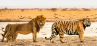 ライオンとトラはどっちが強いの Yahoo 知恵袋