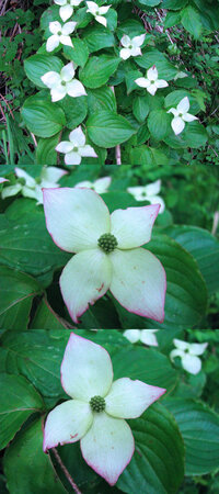 五月の山にあった花です 十文字の花のまわりが赤紫に縁どられています Yahoo 知恵袋