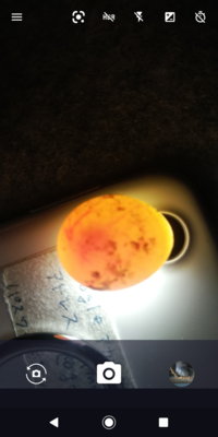 のセキセイインコが5 22に産んだ卵ですが 赤い血管が見えるので順 Yahoo 知恵袋