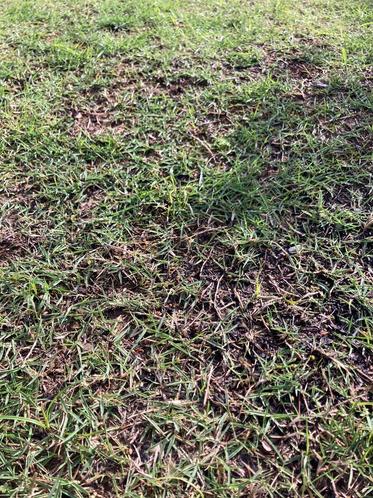 庭の高麗芝が何箇所か写真のような状況です これまで雑草除去 サッチング エアレ Yahoo 知恵袋