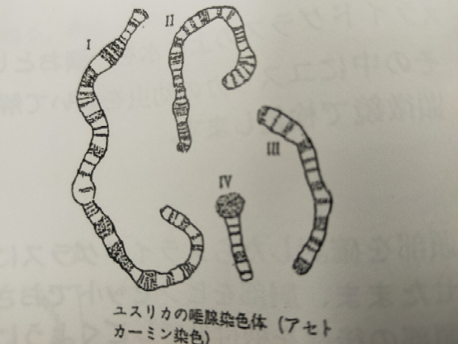 生物について質問です 下の画像の唾腺染色体 を400倍の顕微鏡で見た Yahoo 知恵袋