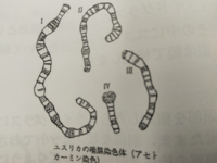 高校の生物基礎です アカムシユスリカの唾腺染色体が 本来もつ染色体数と異なる理 Yahoo 知恵袋