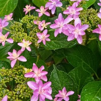 画像の紫陽花が何の種類か忘れてしまいました わかる方がおりましたら教えて下さ Yahoo 知恵袋