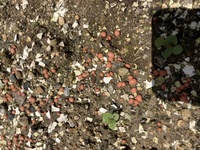 畑に赤い粒のようなものができました。
自宅の畑で、生ごみ処理機で作った肥料を混ぜております。
この赤い粒は菌か何かでしょうか？ トマトを横に植えているのですが、影響が無いかもご存知の方いらっしゃったら教えて欲しいです！