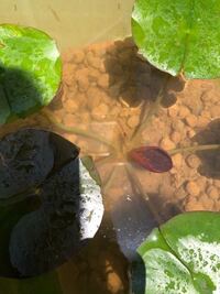 睡蓮についてです 二週間前に購入し 荒木田土に植え替えました 植え替 Yahoo 知恵袋