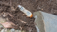 このペットボトルみたいな幼虫はなんの幼虫ですか？
１０センチ弱くらいありました。
セミとかですか？ 