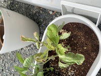 枝豆の苗を初めて育て始めたのですが 写真のように虫に食われ枯れてしまってい Yahoo 知恵袋