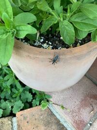 ソードシールドにサトシゲッコウガは送れない ゲッコウガ自体が送れませ Yahoo 知恵袋