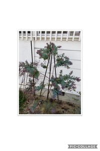 アカシアプルプレアの苗を1年半前位に植えました その後カイガラ Yahoo 知恵袋
