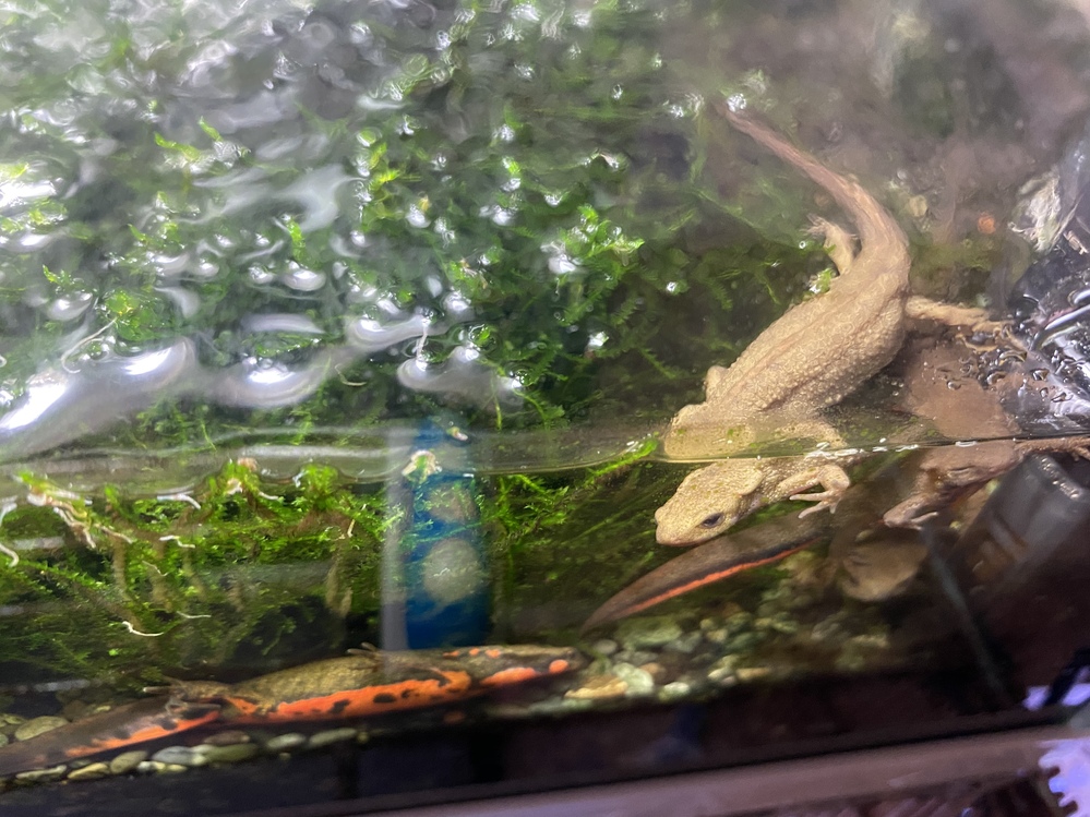 うちで飼育しているアカハライモリの１匹の色が他の個体と違い不思議で仕方ありませ Yahoo 知恵袋