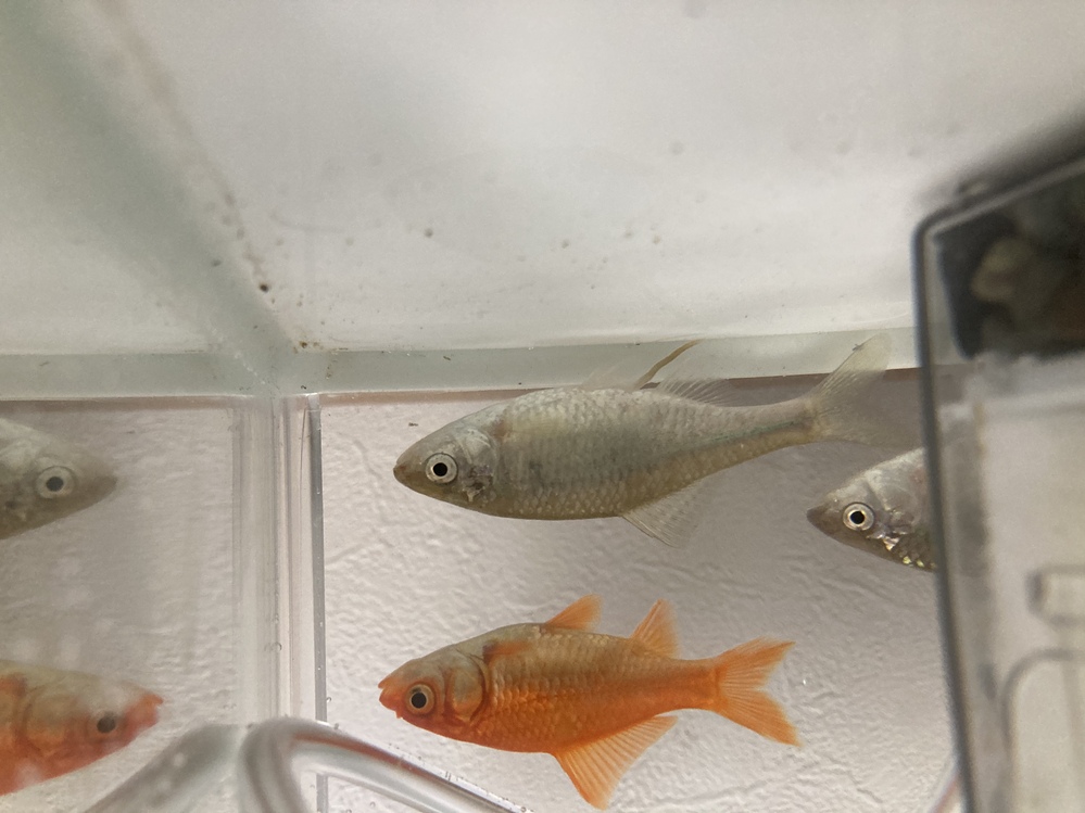タナゴから 質問です。タナゴ釣りに行ったのですが、一匹、タナゴサイズだけど