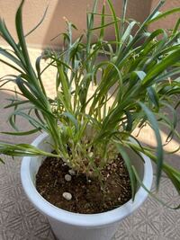 母の日に妻に買った鉢植えのカーネーションが枯れかけています 直径 Yahoo 知恵袋