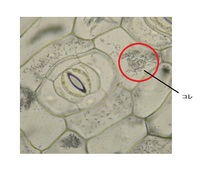 ツユクサの植物細胞を顕微鏡で観察すると 画像のような棒状のものがたく Yahoo 知恵袋