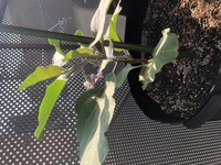 ナスの3本仕立てというのは どうすれば良いのでしょうか 色々サイトを Yahoo 知恵袋