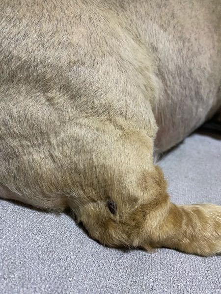 もうすぐ12歳になるおばあちゃん犬のことについて質問です 今日 サマーカット Yahoo 知恵袋