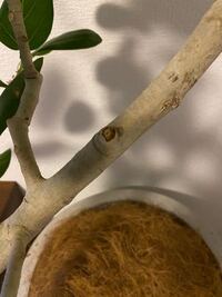 植物の切り口処理について 観葉植物の切り口保護には何を使えば良いでし Yahoo 知恵袋