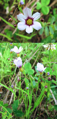 ５月の標高３００ｍ ４００ｍくらいの低山に咲いていた花です 花の直径 Yahoo 知恵袋