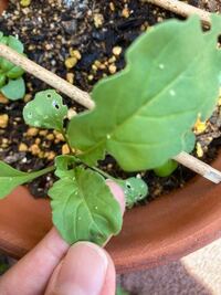 ルッコラにつく害虫について ルッコラを植え 育つのを楽しみにし Yahoo 知恵袋
